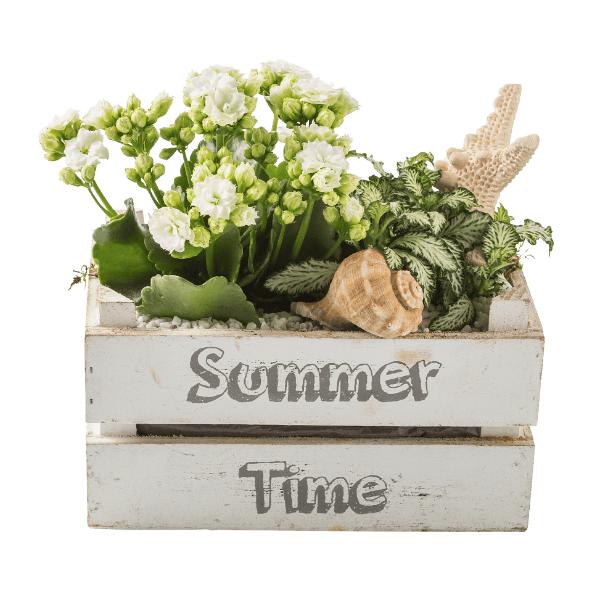 Plantencompositie