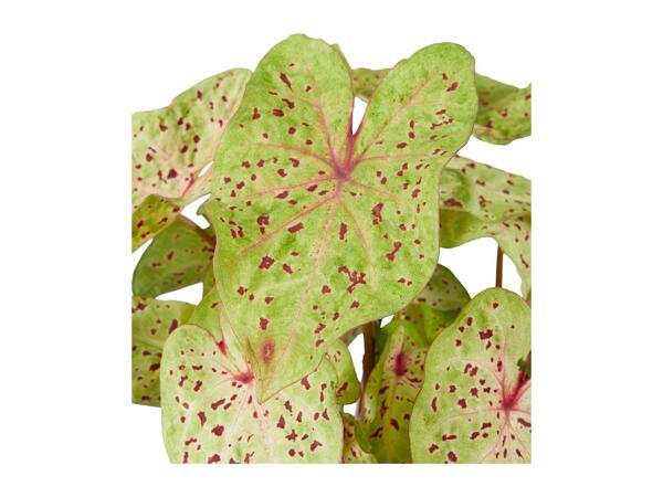 Caladium Mix