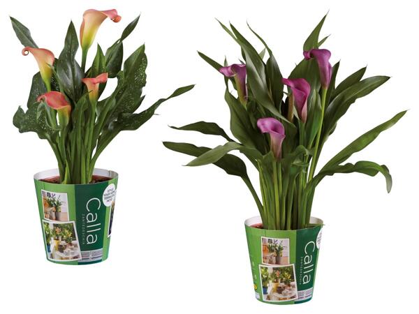 Calla