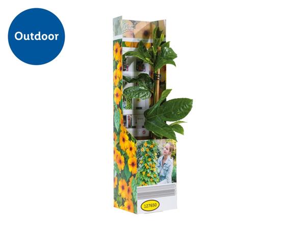 Thunbergia