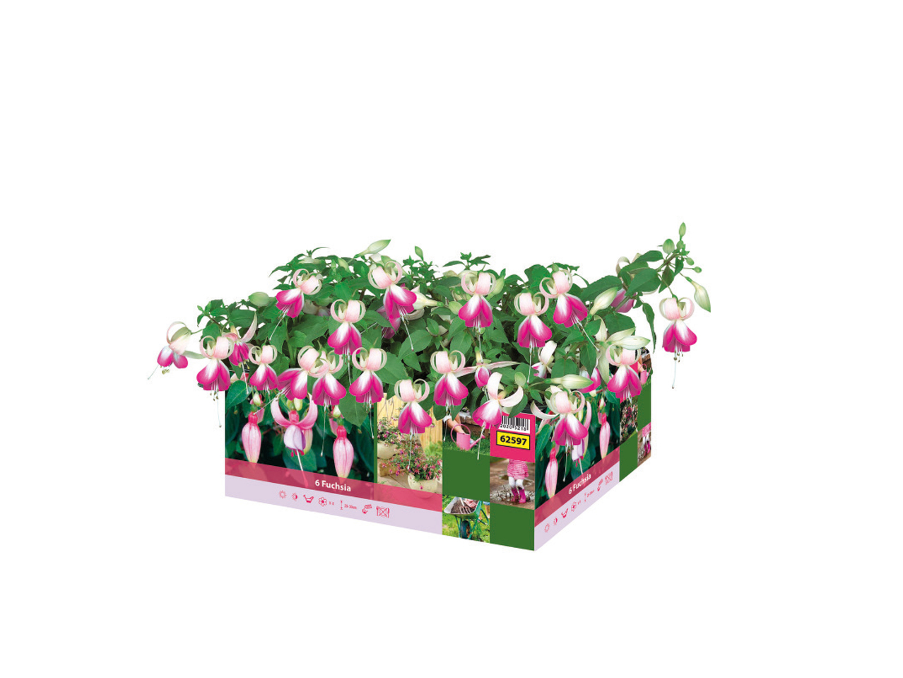 Fuchsia1