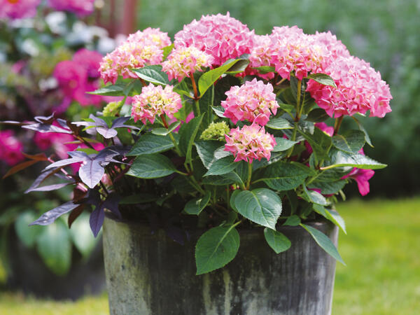 Hortensia