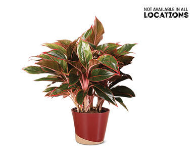 6" Red Aglaonema