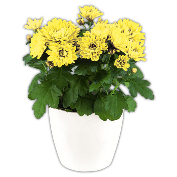 Topfchrysantheme