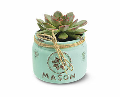 Mason Jar Succulent Assorted varieties