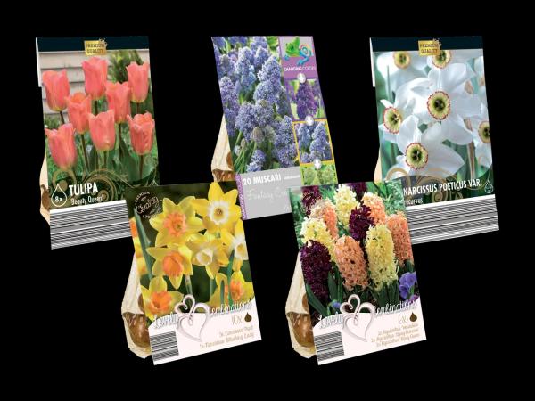 Frühjahrsblumenzwiebeln Premium