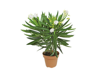OLEANDER