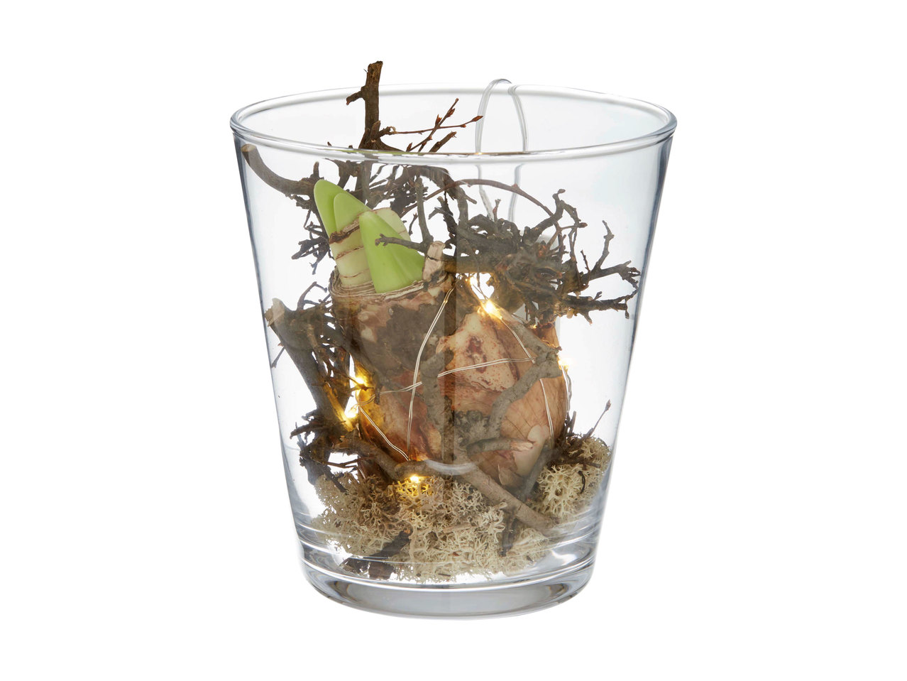Amaryllis dans un verre avec illumination