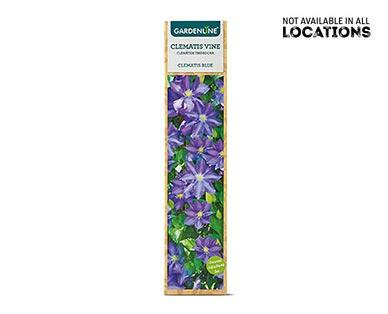 Gardenline 
 Clematis Flowering Vine Assorted Varieties