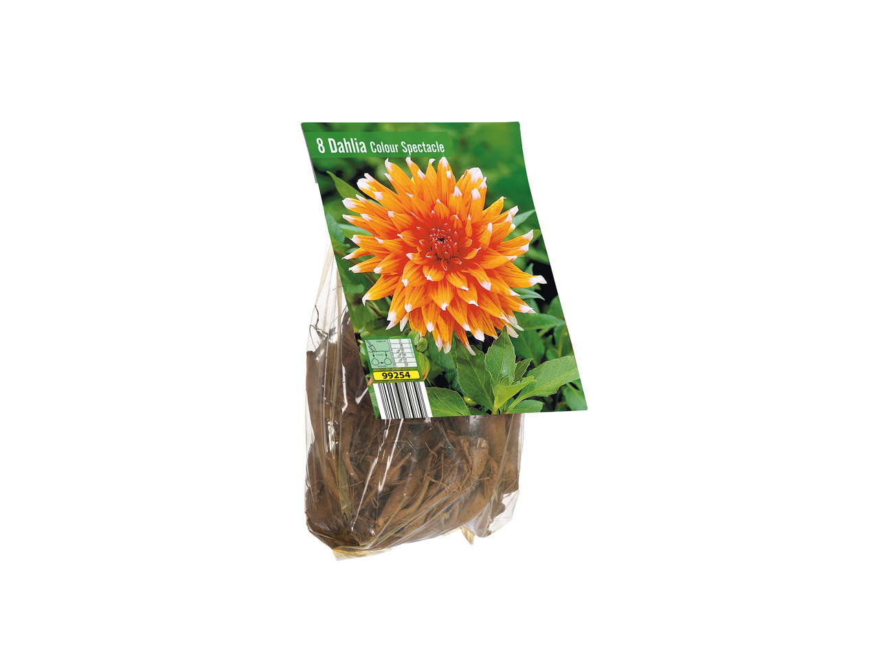 Dahlia Bulbs1