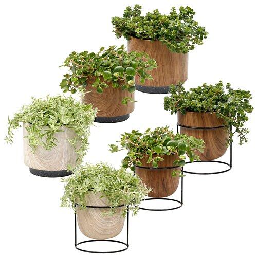 GARDENLINE Plante verte dans un pot en céramique-bois mini