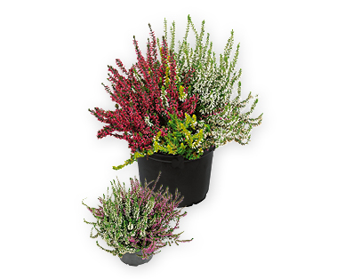 Solitär-Calluna