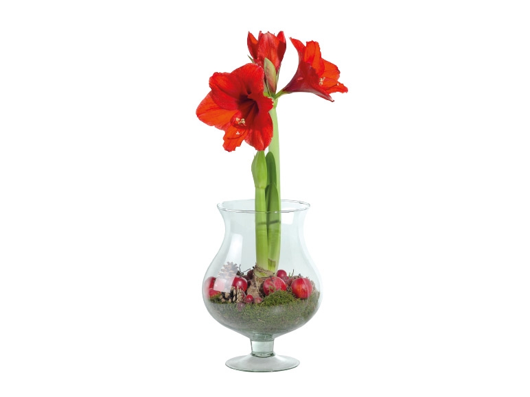 Amaryllis in Glass Vase