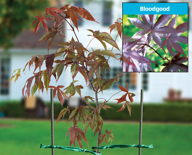 Japanese Maple Tree