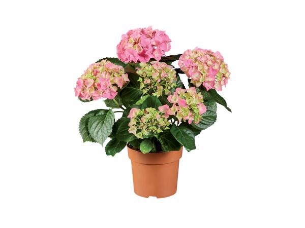 Hydrangea