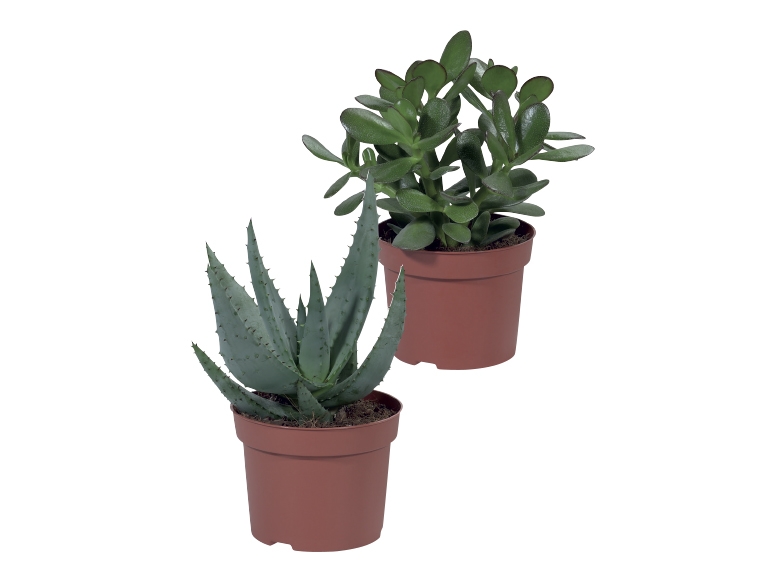 Succulents