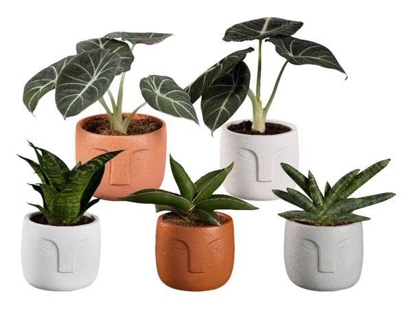 Green Plants