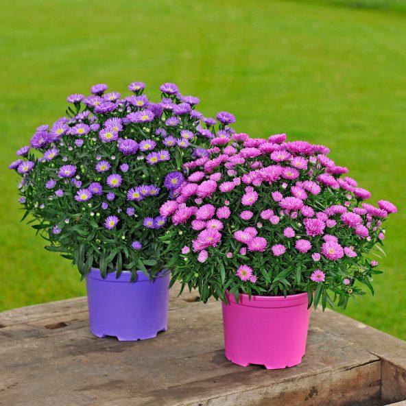 Asters