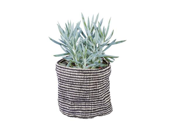 Cosy Indoor Plant
