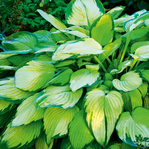 Funkie Hosta XL