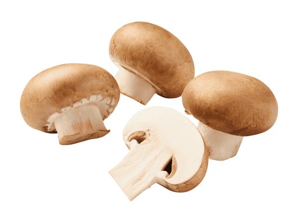 Champignons braun