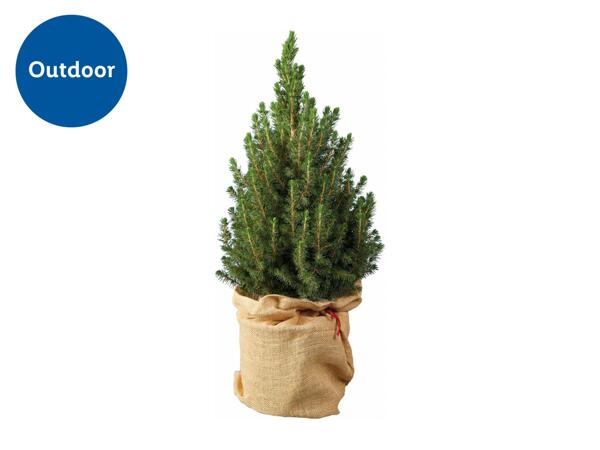 Christmas Tree in Hessian Sack