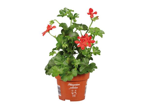 Trailing Geranium