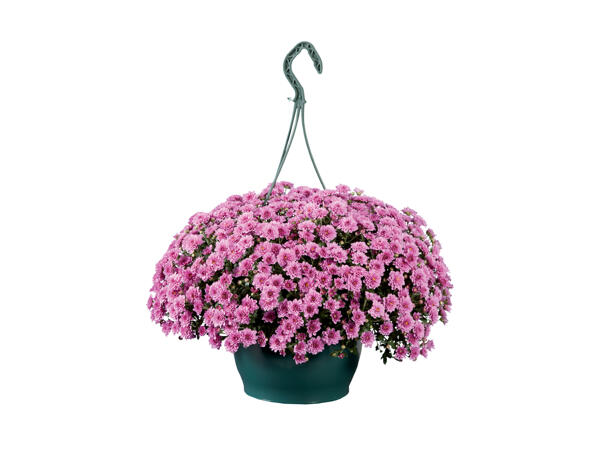 Chrysantemum Skyfall