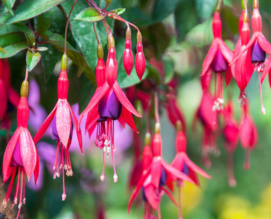 Fuchsien-Ampel