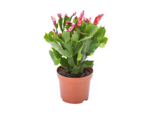 Schlumbergera
