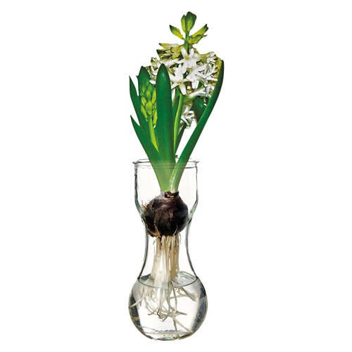 Hyacinth with Glass Vase - Assorted Color