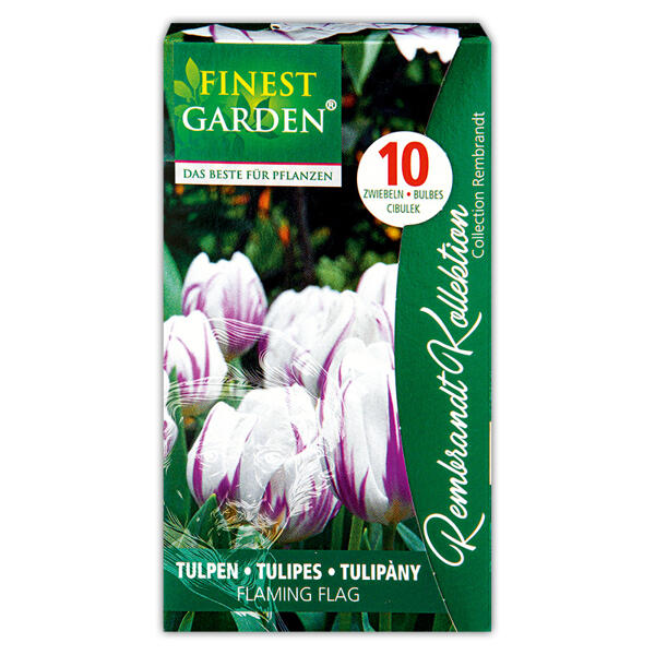 Tulpen