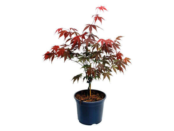 Acer