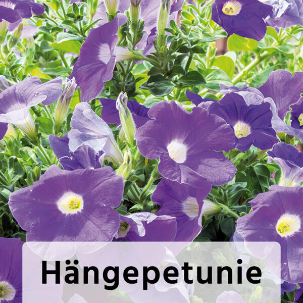 Exklusive Beetpflanzen