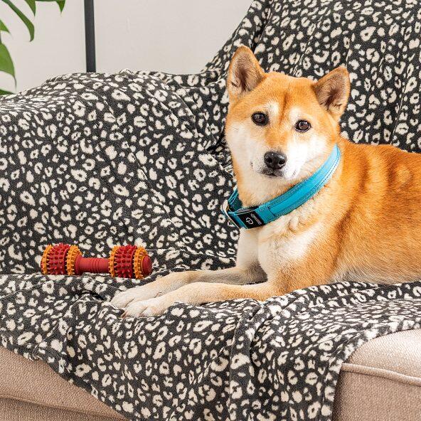 ROMEO(R) 				Jouet d'hygiène dentaire pour chiens