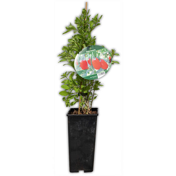 Goji Beere