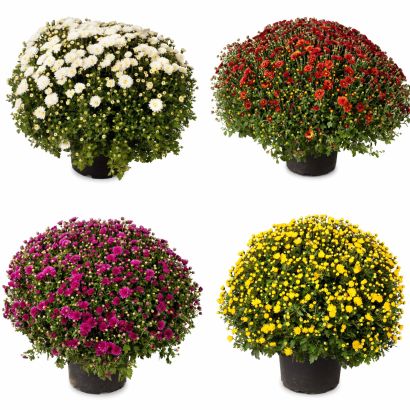 Chrysanthème
