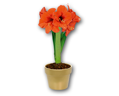 Amaryllis