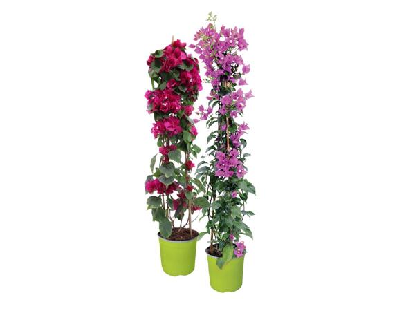 Bougainvillea