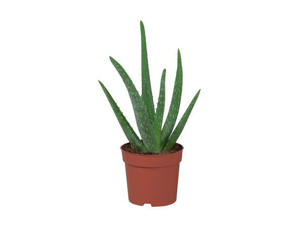 Aloe Vera