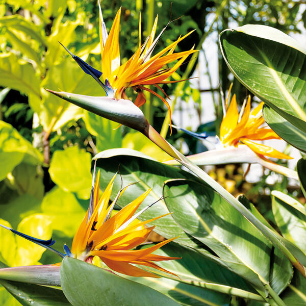 Paradiesvogelblume "Strelitzia reginae"