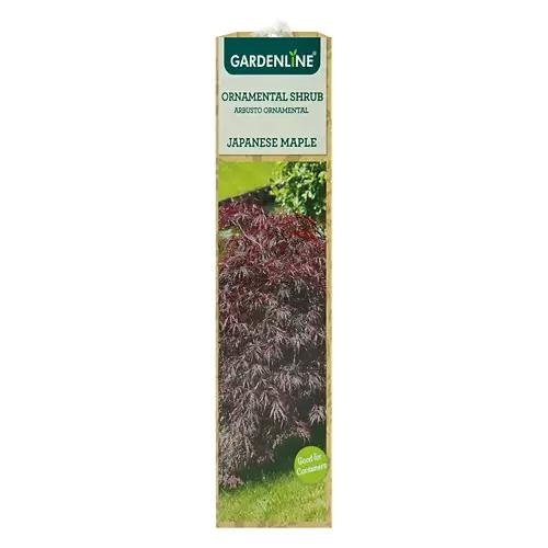 Ornamental Shrub - Assorted Varieties