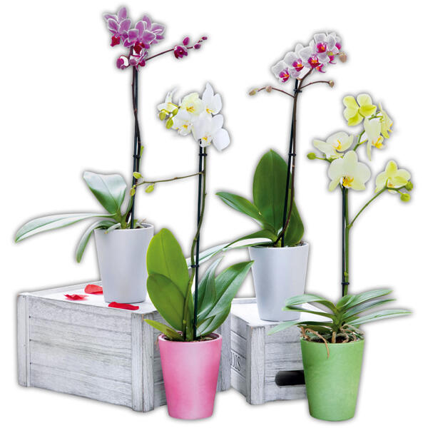 Midi-Orchidee