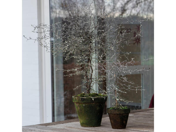 Spøgelsestræ Corokia
