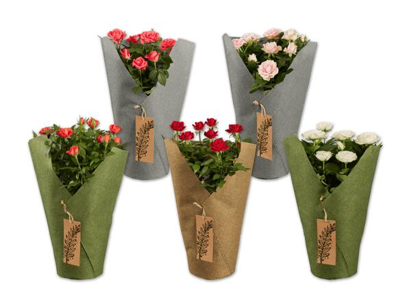 Rosen in Stofftüte