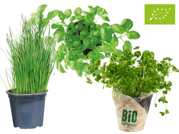 Bio Küchenkräuter
