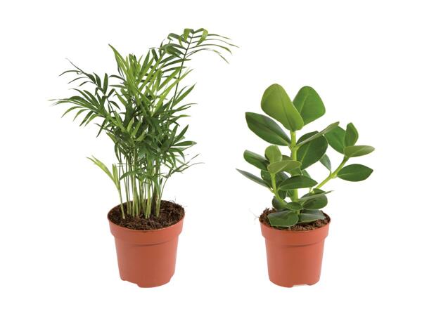 Grøn plante