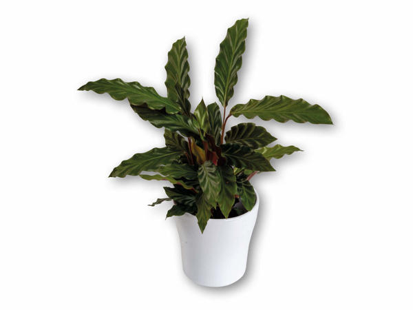 Calathea i keramik