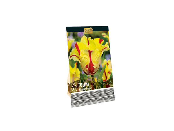 Bulbes à fleurs premium