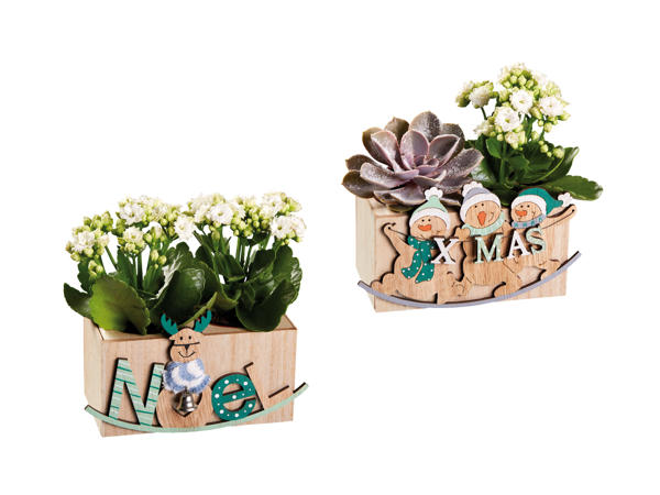 Kalanchoé et plante succulente dans un pot de Noël en bois